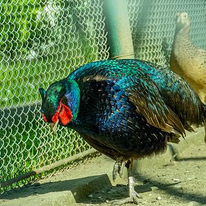 Tenebrosus pheasant