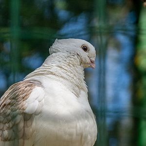 Domestic dove