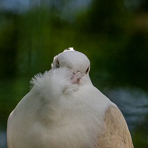 Domestic dove