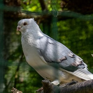 Domestic dove