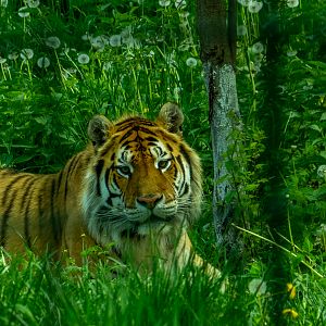 Tiger (Panther tigris)