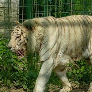 Tiger (Panther tigris)