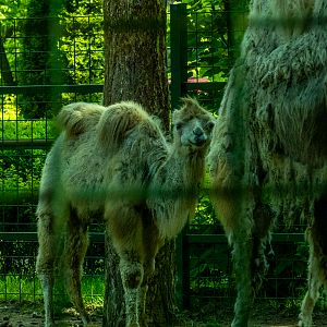 Bactrian camel (Camelus bactrianus)