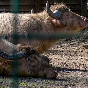 Somestic water buffalo