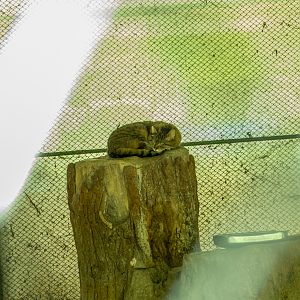 European wildcat (Felis silvestris)