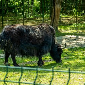 Domestic Yak