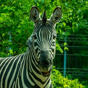 Plains zebra (Equus quagga)