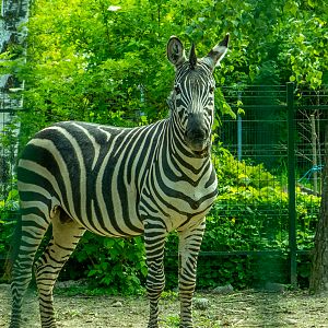Plains zebra (Equus quagga)