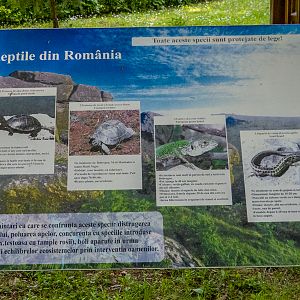 sign about Romanian reptiles