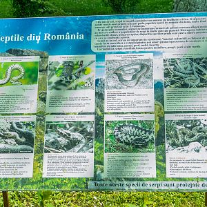 sign about Romanian reptiles