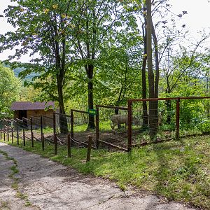 enclosure of Austrian Hungarian White Baroque Donkey