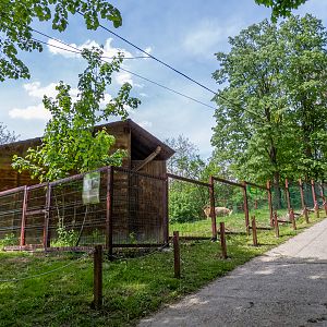 enclosure of Austrian Hungarian White Baroque Donkey