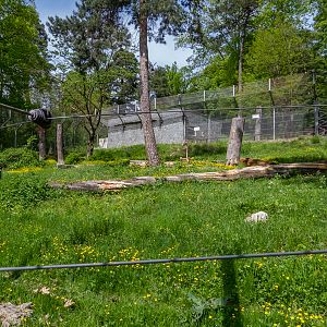 enclosure of brown bear