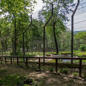 enclosure of brown bear
