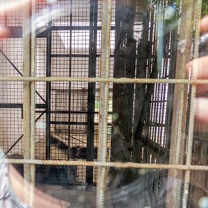 indoor enclosure of brown bear