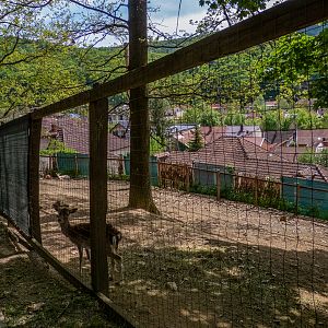 enclosure of fallow deer