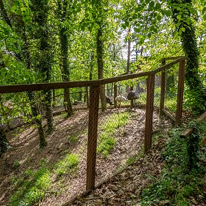 enclosure of emu, rhea and wallabies