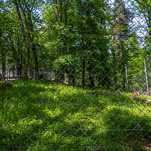 former enclosure of wolves