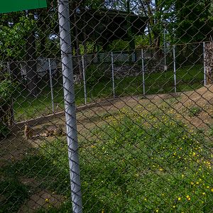 enclosure of Patagonian mara