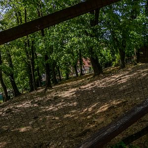 enclosure of cameroon sheep