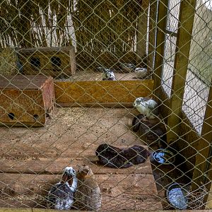 enclosure of rabbit