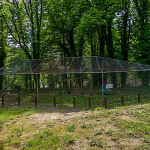 enclosure of hamadryas baboon