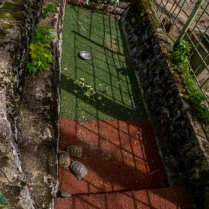 enclosure of turtles