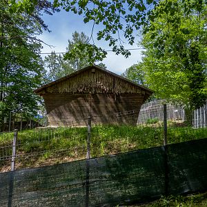 enclosure of domestic pigs