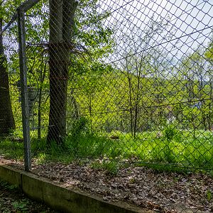 enclosure of siberian tiger