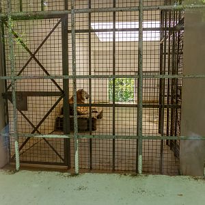 indoor enclosure of siberian tiger