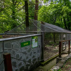 enclosure of raccoon