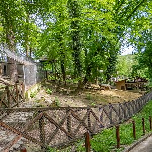 enclosure of pygmy goats
