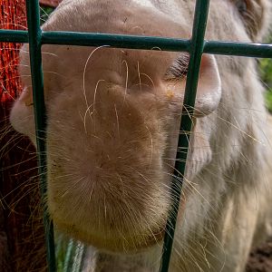 Austrian Hungarian White Baroque Donkey