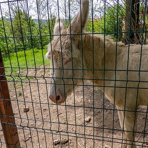 Austrian Hungarian White Baroque Donkey