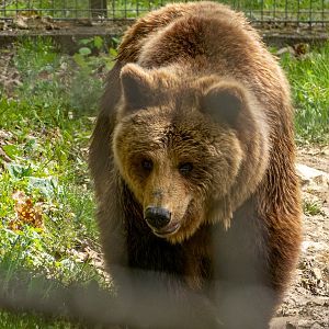 Brown bear (Ursus arctos)
