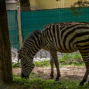 Chapman's zebra (Equus quagga chapmani)