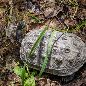 Chinese stripe-necked turtle (Mauremys sinensis)