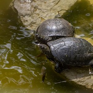 European pond turtle (Emys orbicularis)