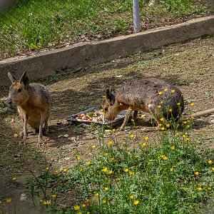 Patagonian mara (Dolichotis patagonum)
