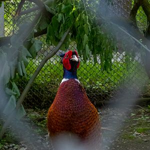 Common pheasant (Phasianus colchicus)