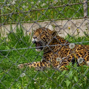 Jaguar (Panthera onca)