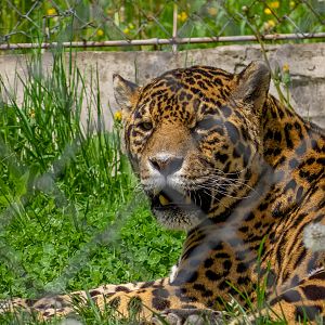 Jaguar (Panthera onca)