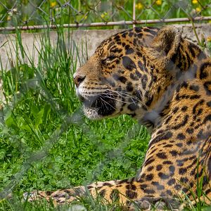 Jaguar (Panthera onca)