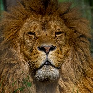 Lion (Panthera leo)