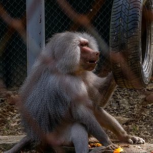 Hamadryas baboon (Papio hamadryas)