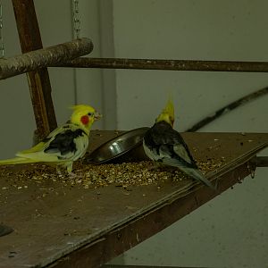 Cockatiel (Nymphicus hollandicus)