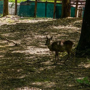 Roe deer (Capreolus capreolus)