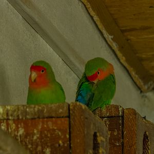 Rosy-faced lovebird (Agapornis roseicollis)