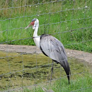 Wattled Crane