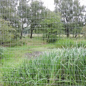 Blue Crane & White Stork Enclosure